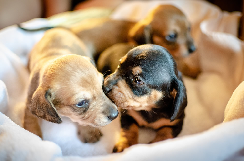 Geniet pen Gehoorzaam Van pup tot volwassen hond - de vegetatieve fase - Lykeios