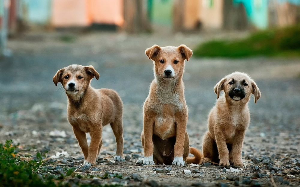 Dank je Oost Timor Elasticiteit Van pup tot volwassen hond - de rangordefase - Lykeios