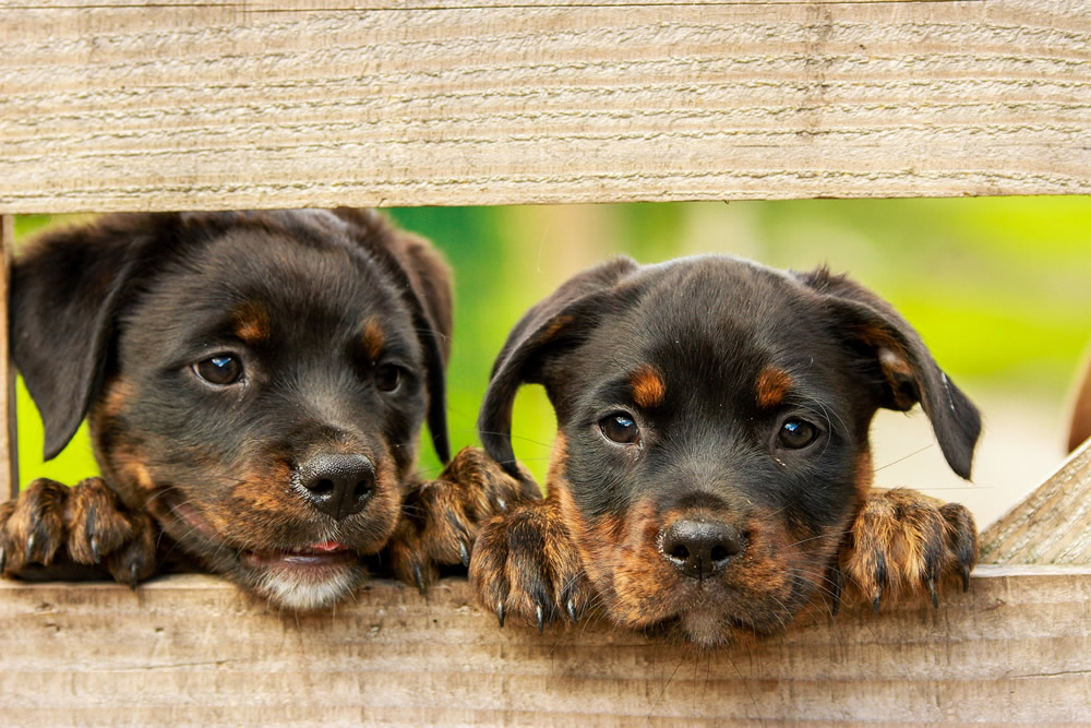 Ontwapening Willen vorm Van pup tot volwassen hond - de socialiseringsfase - Lykeios